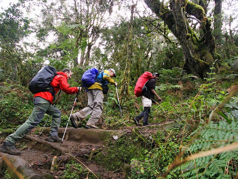 7 days Rongai Route Kilimanjaro