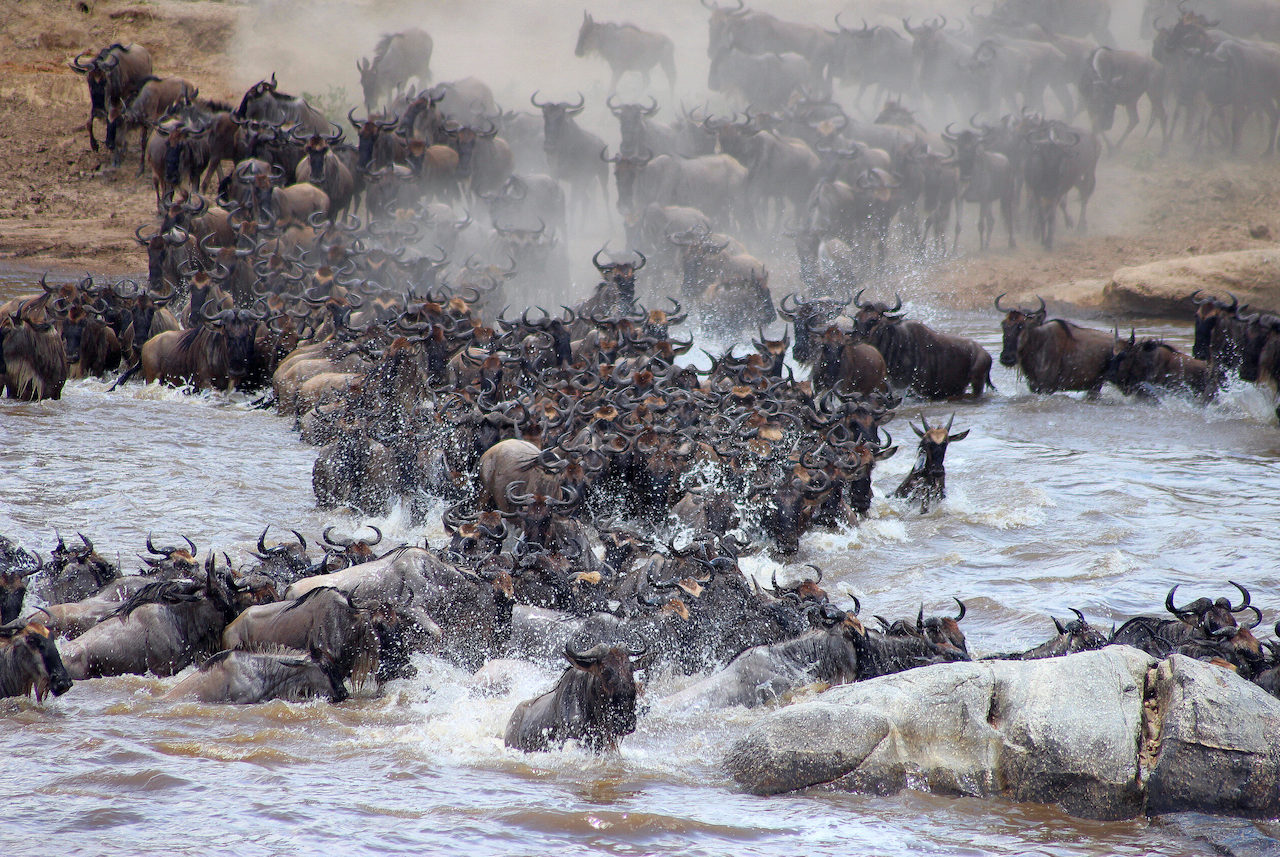 Wildebeests Migration Safari Serengeti