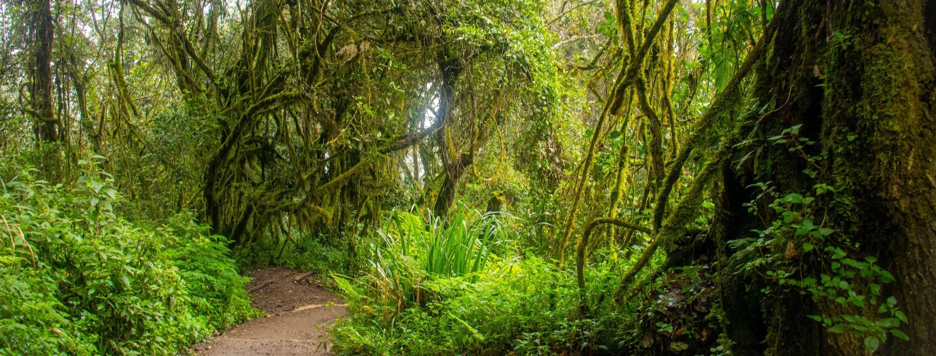 Mweka Route on Mount Kilimanjaro